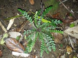 Blechnum membranaceum. Mature plant with prostrate sterile fronds, and erect fertile fronds.
 Image: L.R. Perrie © Te Papa CC BY-NC 3.0 NZ